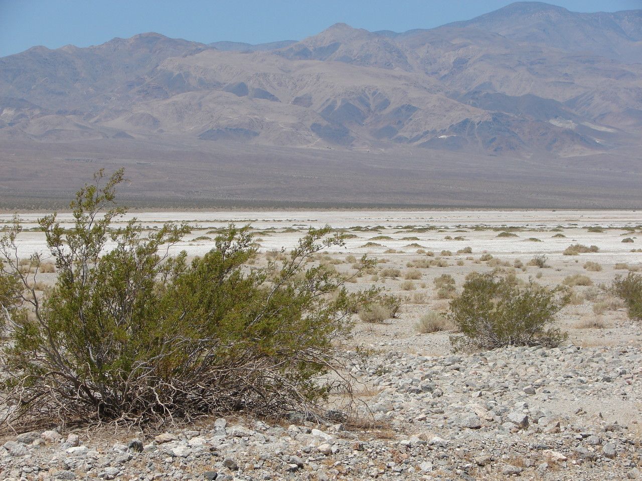 Larrea tridentata leaf