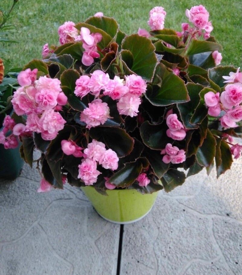 Begonia cucullata cv. 'Doublet Rose Pink' flower
