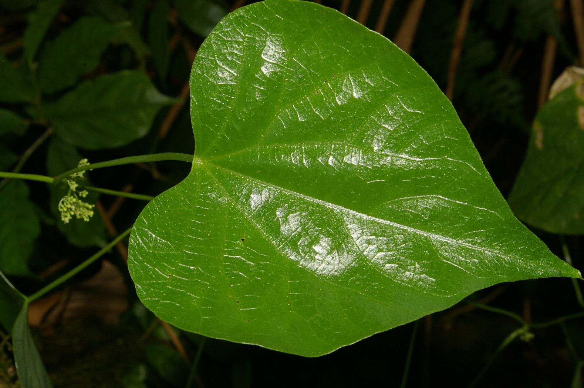 Cissampelos fasciculata — related species from the same genus