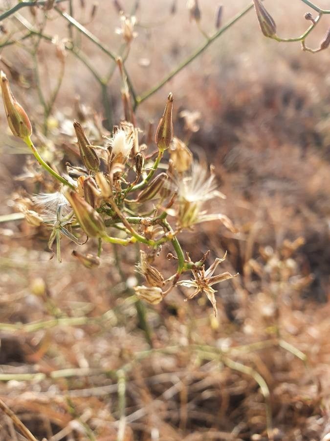 Launaea hafunensis fruit