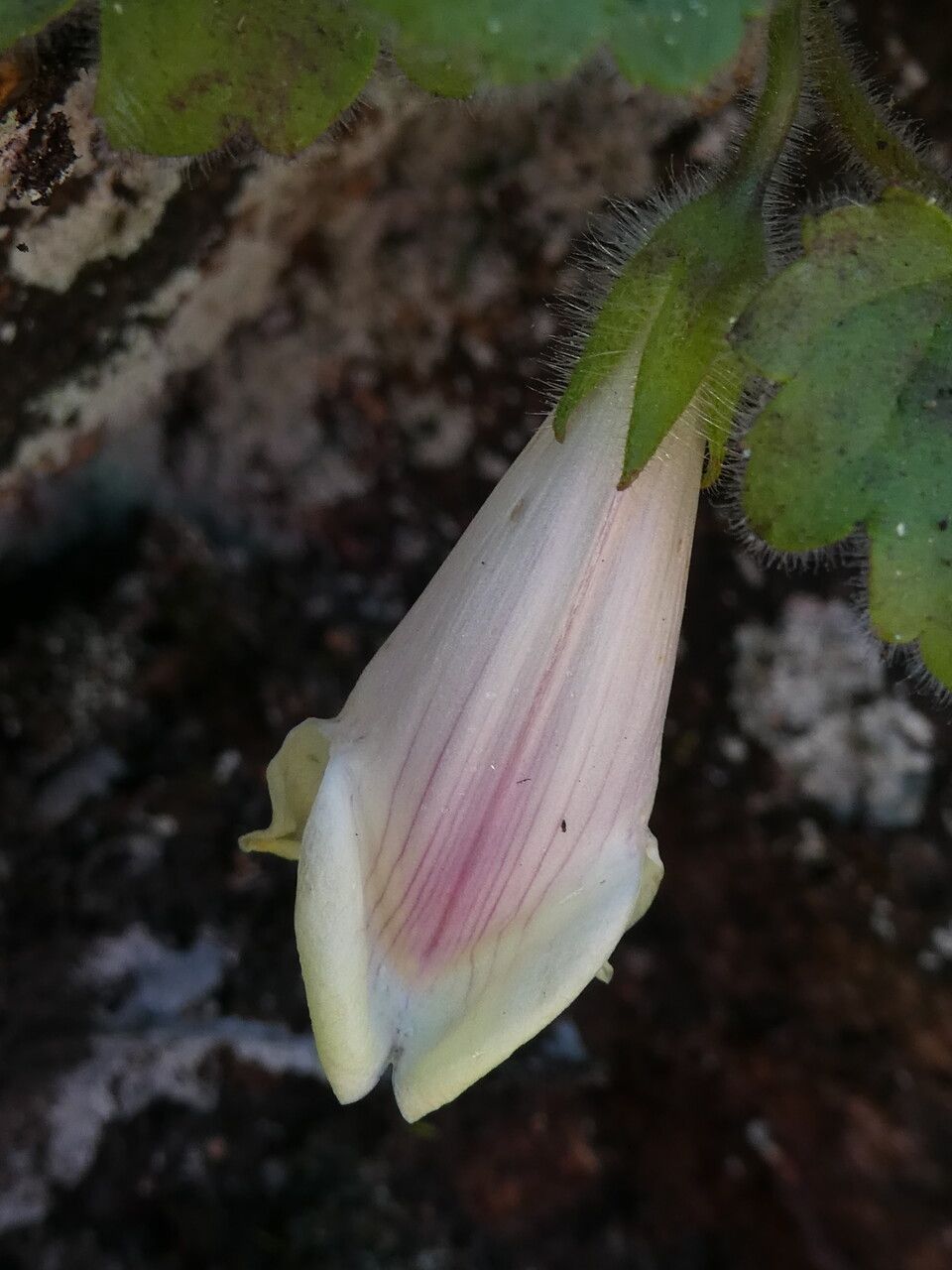 Asarina procumbens flower