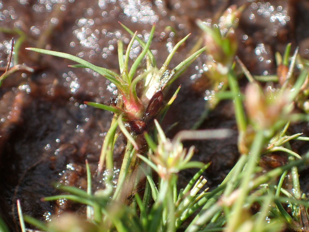 Juncus bulbosus fruit