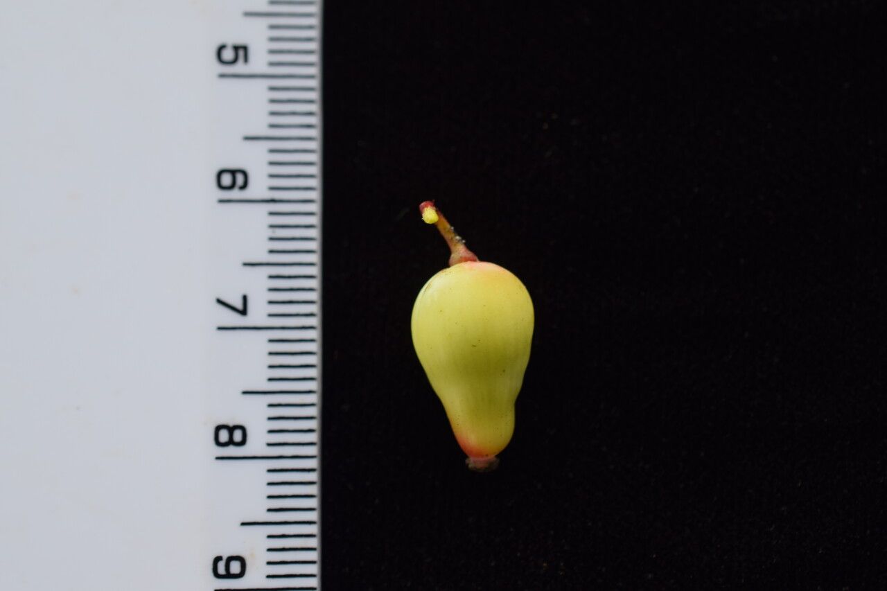 Berberis concinna fruit