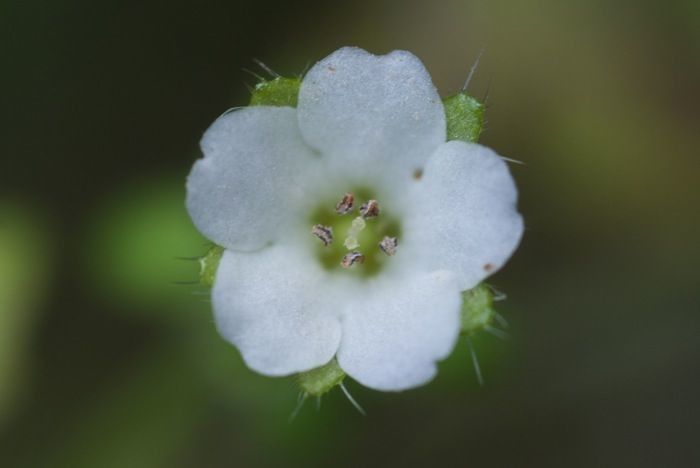 Pholistoma racemosum flower