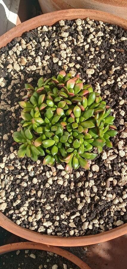 Anacampseros rufescens leaf