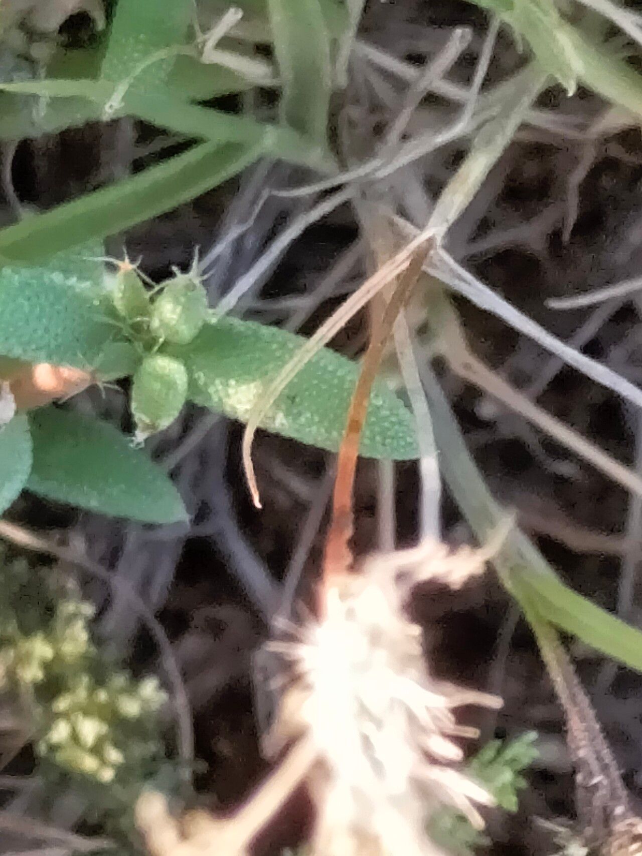 Trichodiadema setuliferum leaf