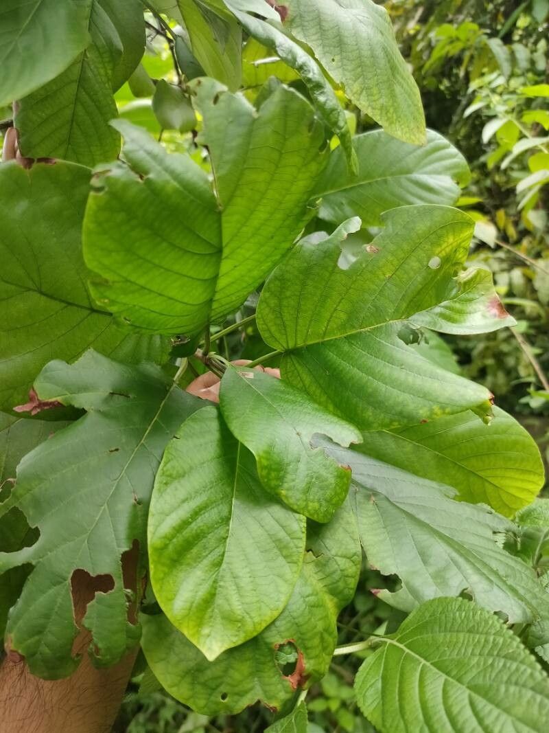 Litsea monopetala — search result for 'Bangladesh'