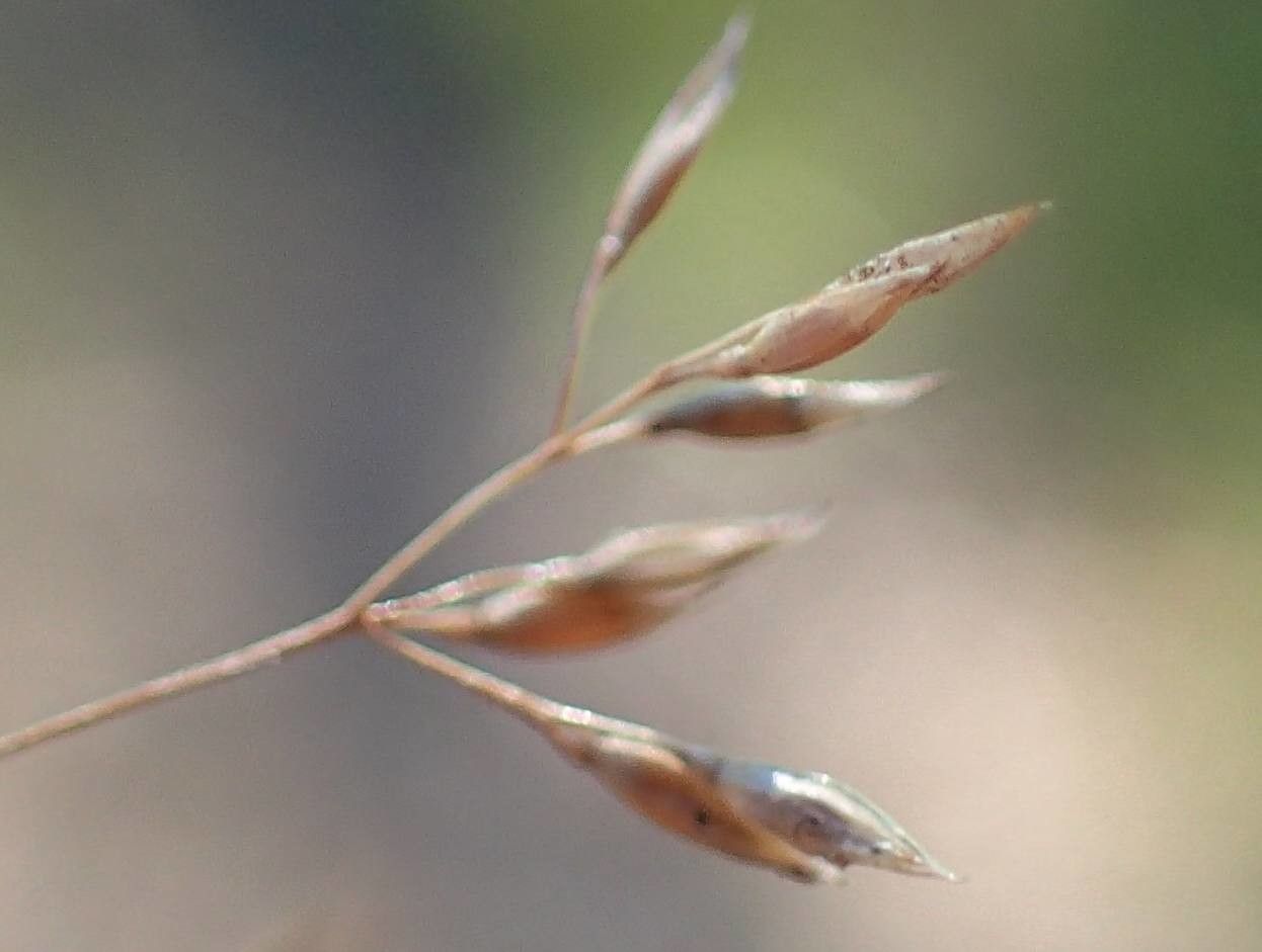Agrostis stolonifera fruit