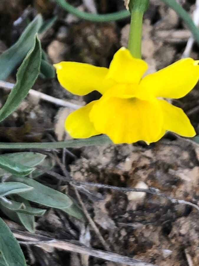 Narcissus assoanus flower