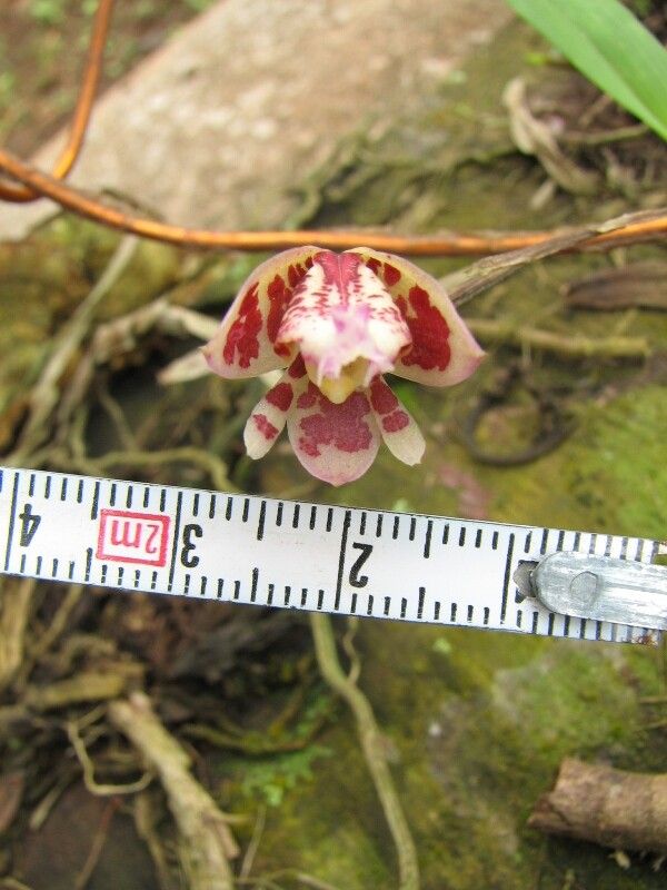 Polystachya lejolyana flower