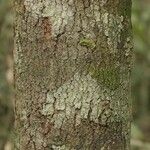 Sacoglottis guianensis