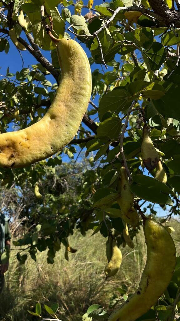 Piliostigma thonningii fruit