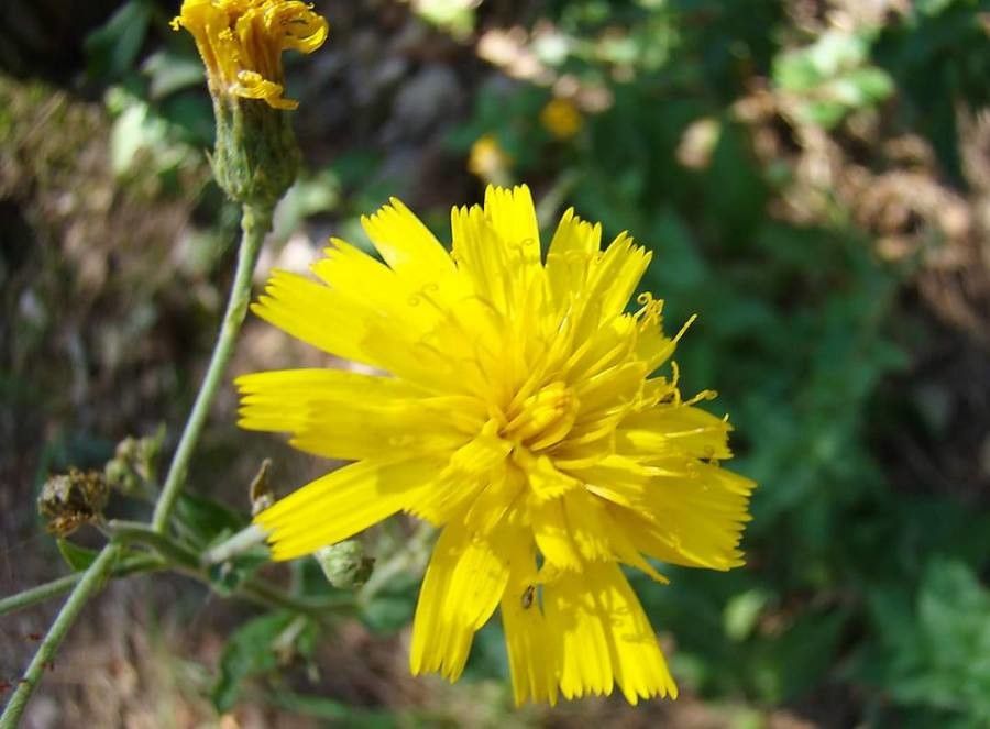 Hieracium racemosum flower