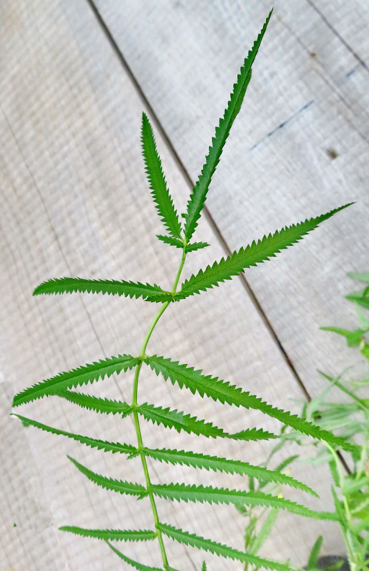 Sanguisorba tenuifolia — search result for 'Sanguisorba'