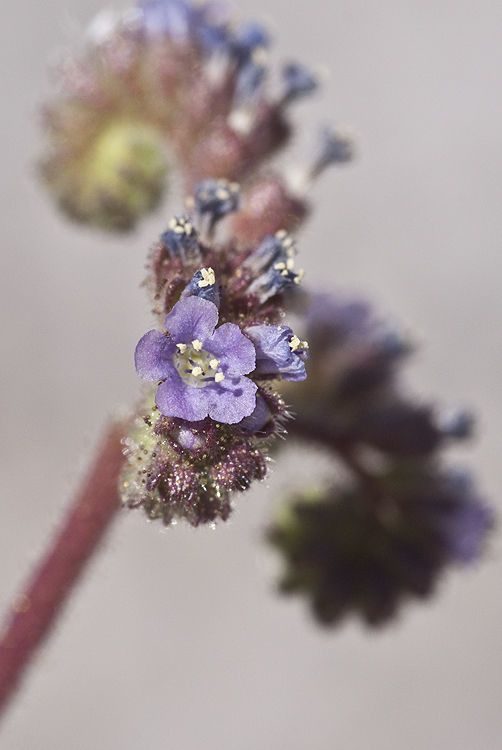 Phacelia coerulea — houseplant care guide