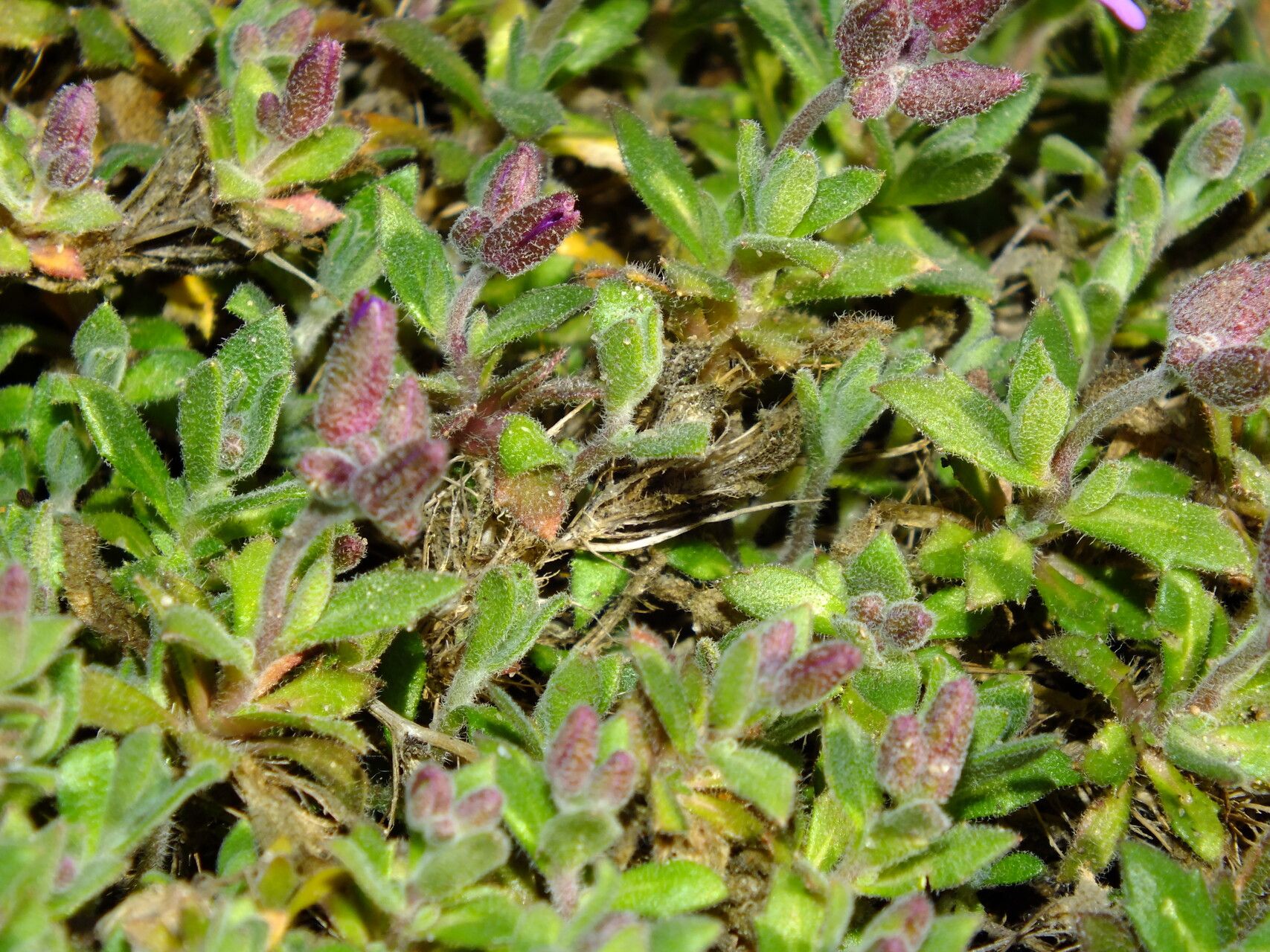 Aubrieta columnae — related species from the same genus
