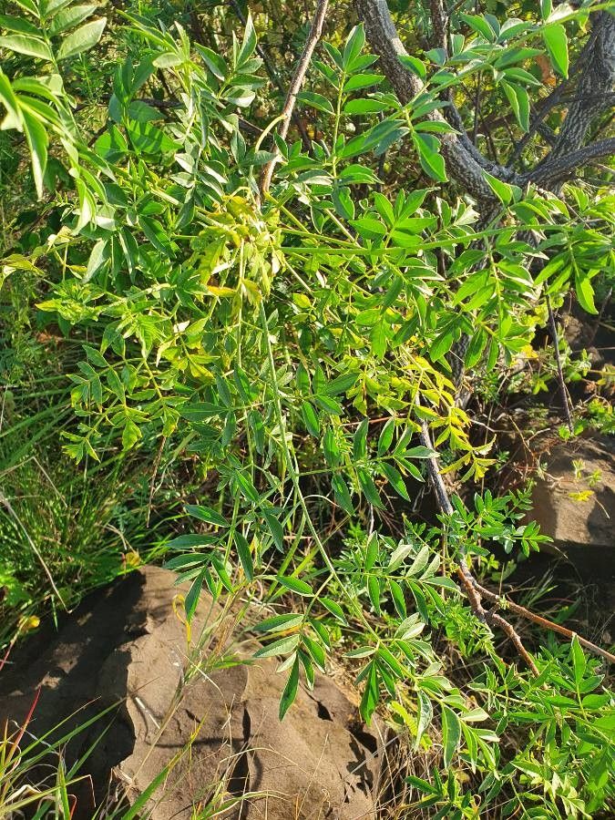 Melia volkensii leaf