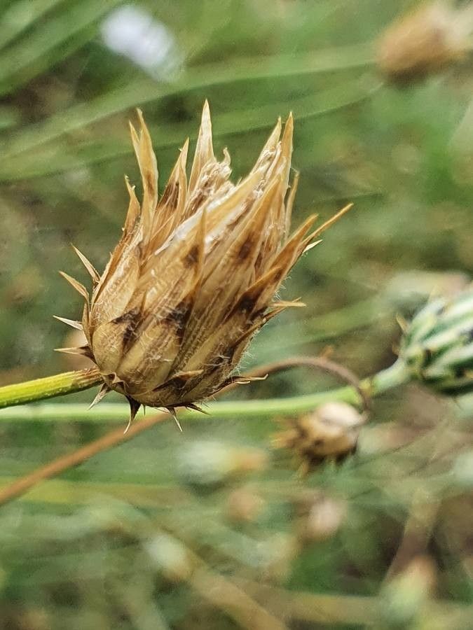 Volutaria boranensis fruit