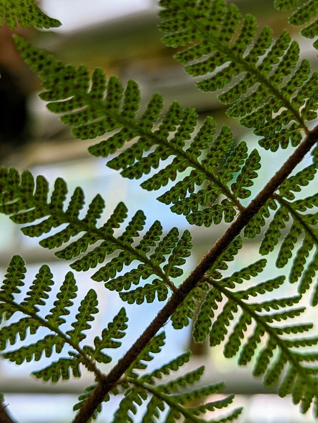 Pleocnemia cumingiana fruit