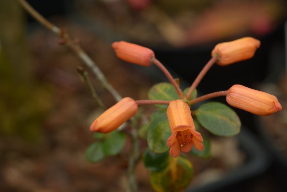 Rhododendron lagunculicarpum — houseplant care guide