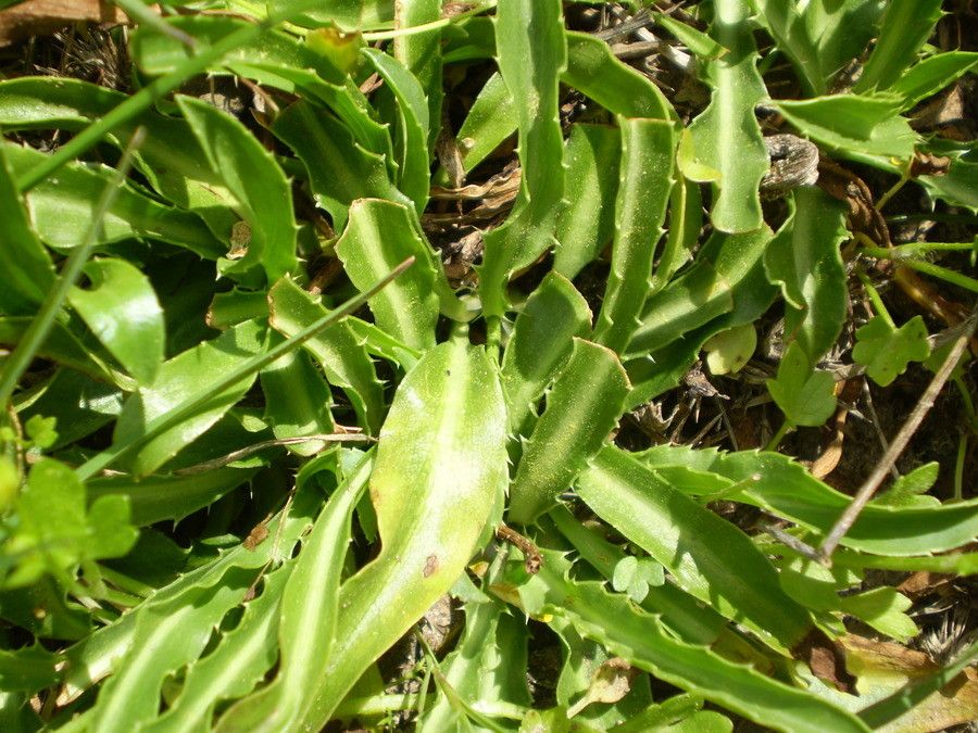 Eryngium pusillum — search result for 'Eryngium'