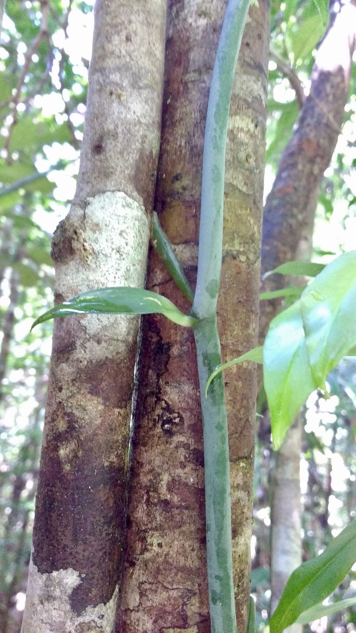 Vanilla coursii bark