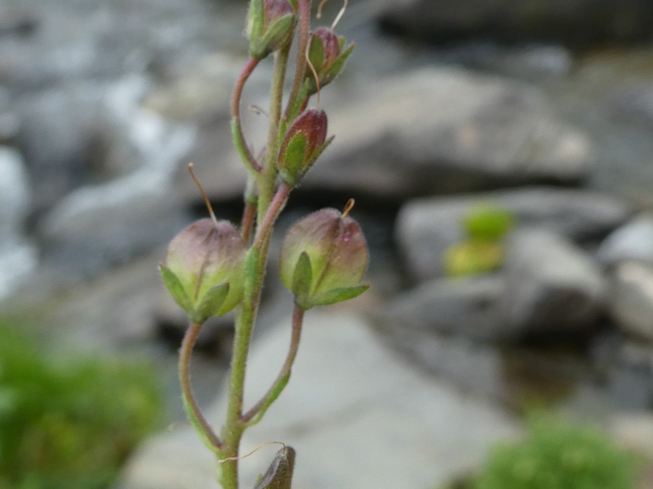 Veronica ponae fruit