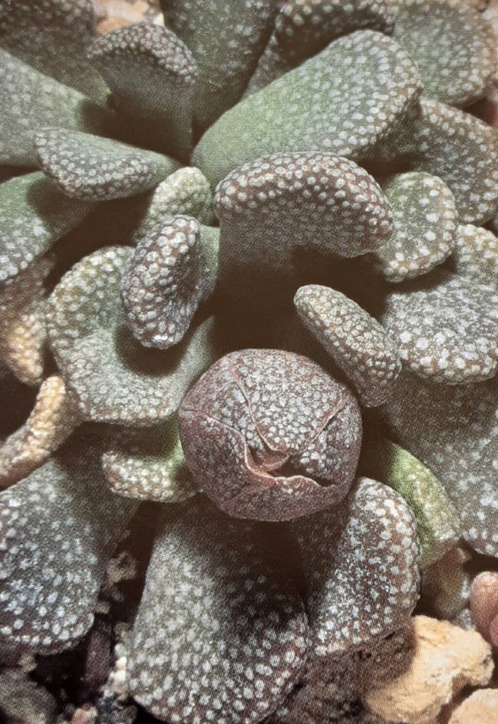 Aloinopsis loganii