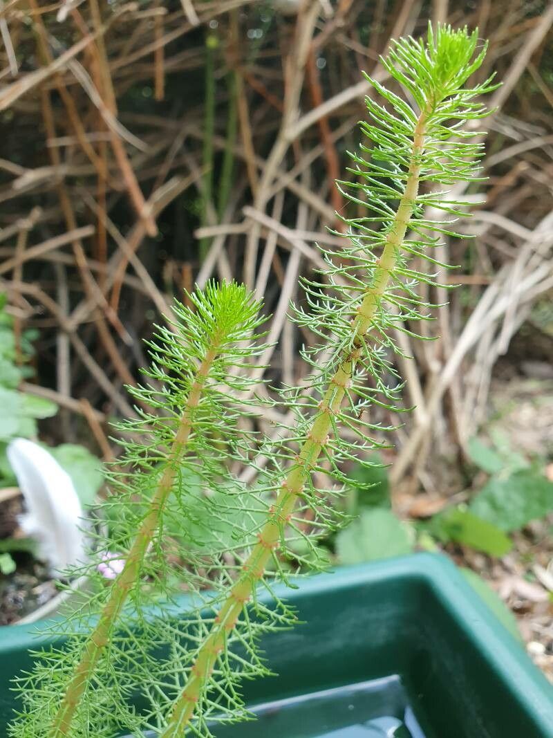 Myriophyllum crispatum