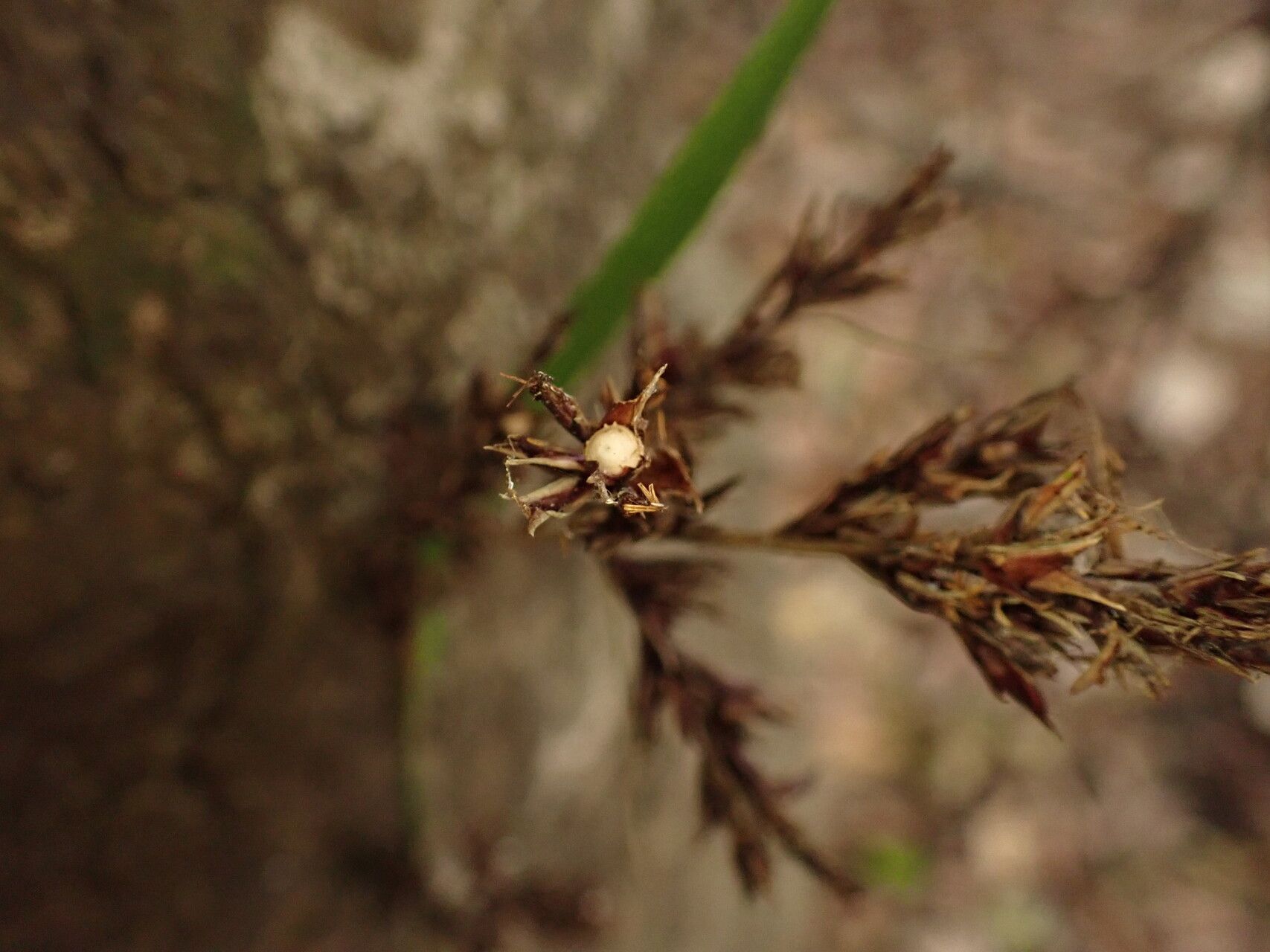 Scleria naumanniana fruit
