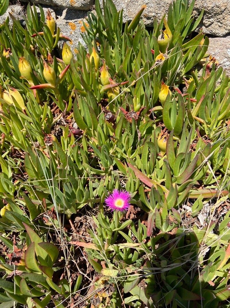 Carpobrotus chilensis habit