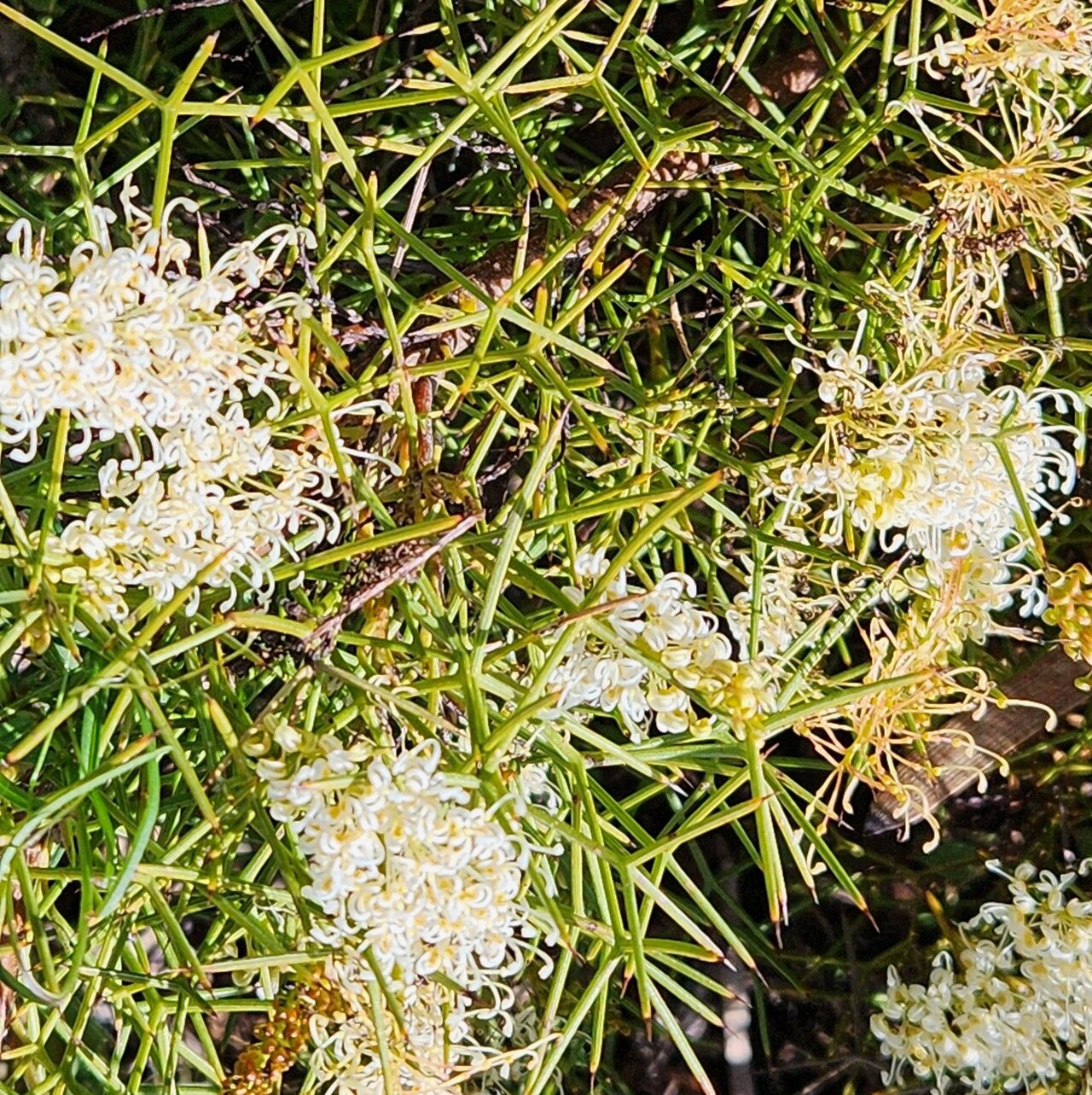 Grevillea leucoclada — search result for 'Grevillea'