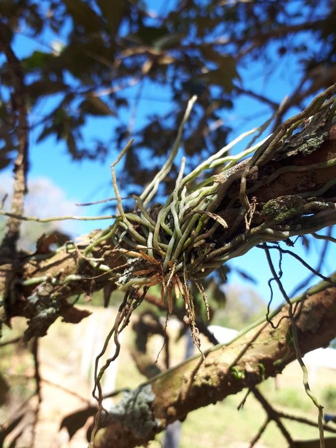 Campylocentrum grisebachii — houseplant care guide