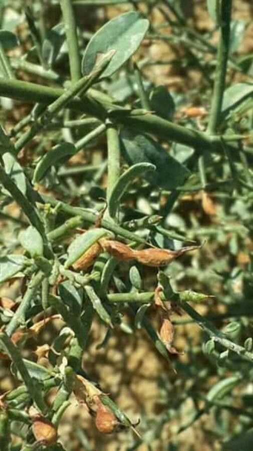 Alhagi graecorum — houseplant care guide