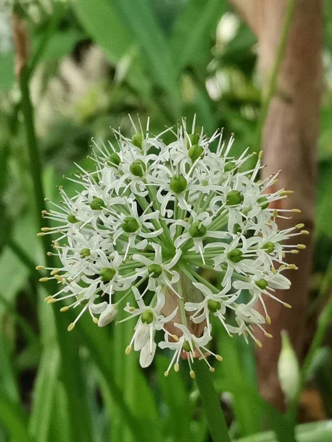 Allium omeiense flower