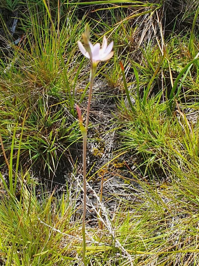 Hesperantha petitiana habit