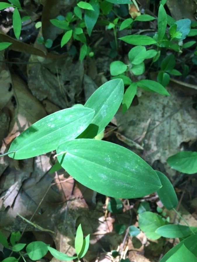 Uvularia perfoliata — related species from the same genus
