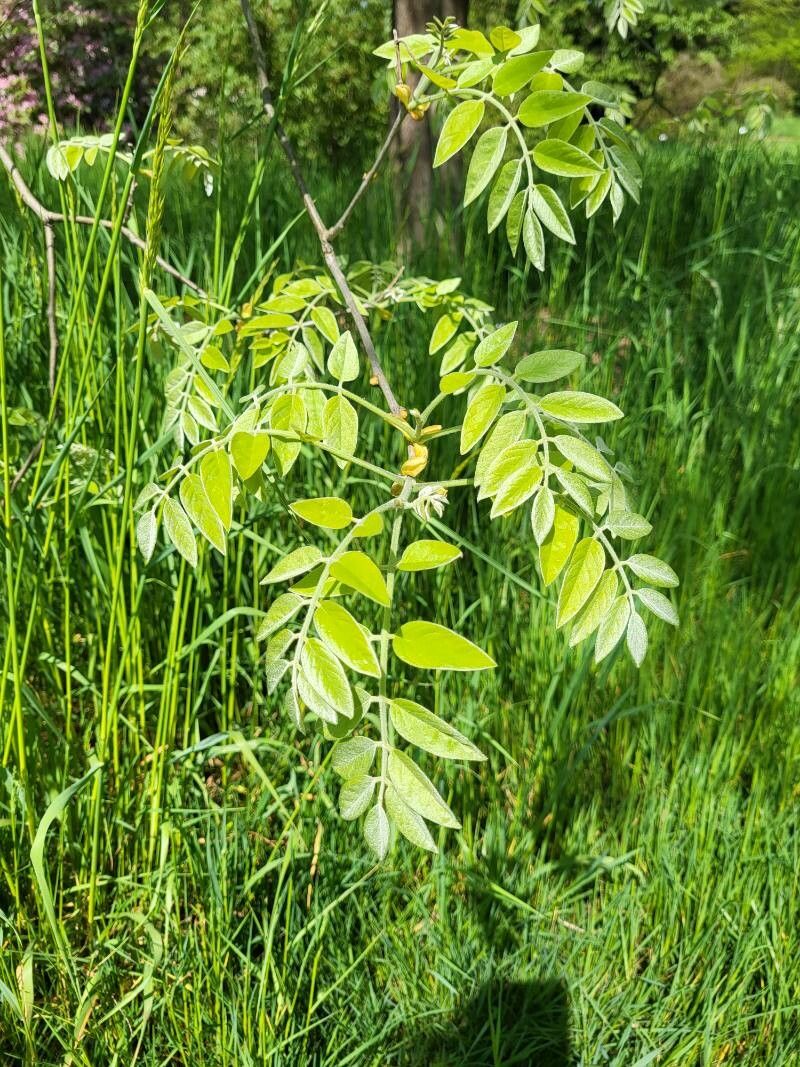 Maackia amurensis leaf