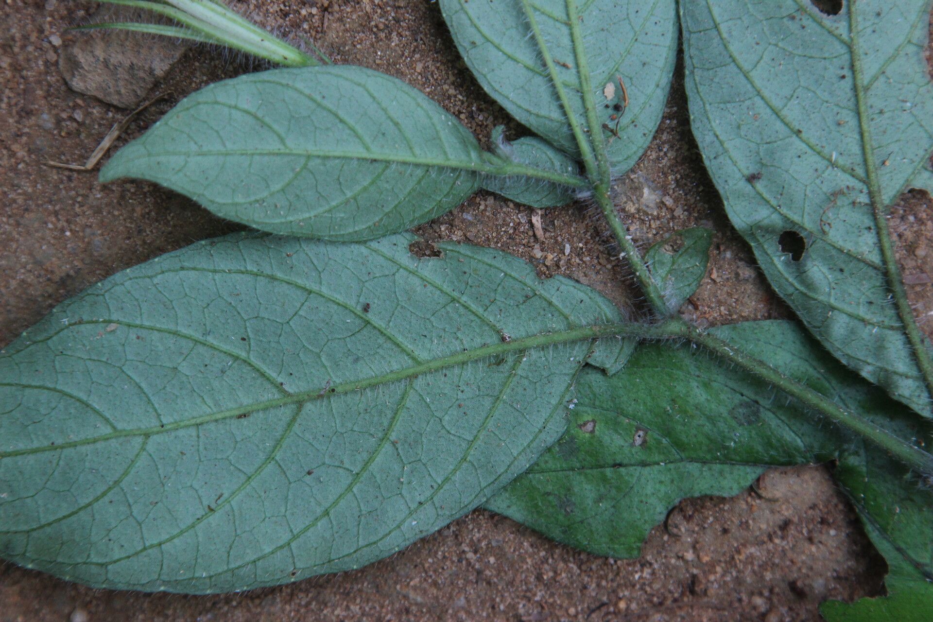 Ruellia primuloides — search result for 'Ruellia'