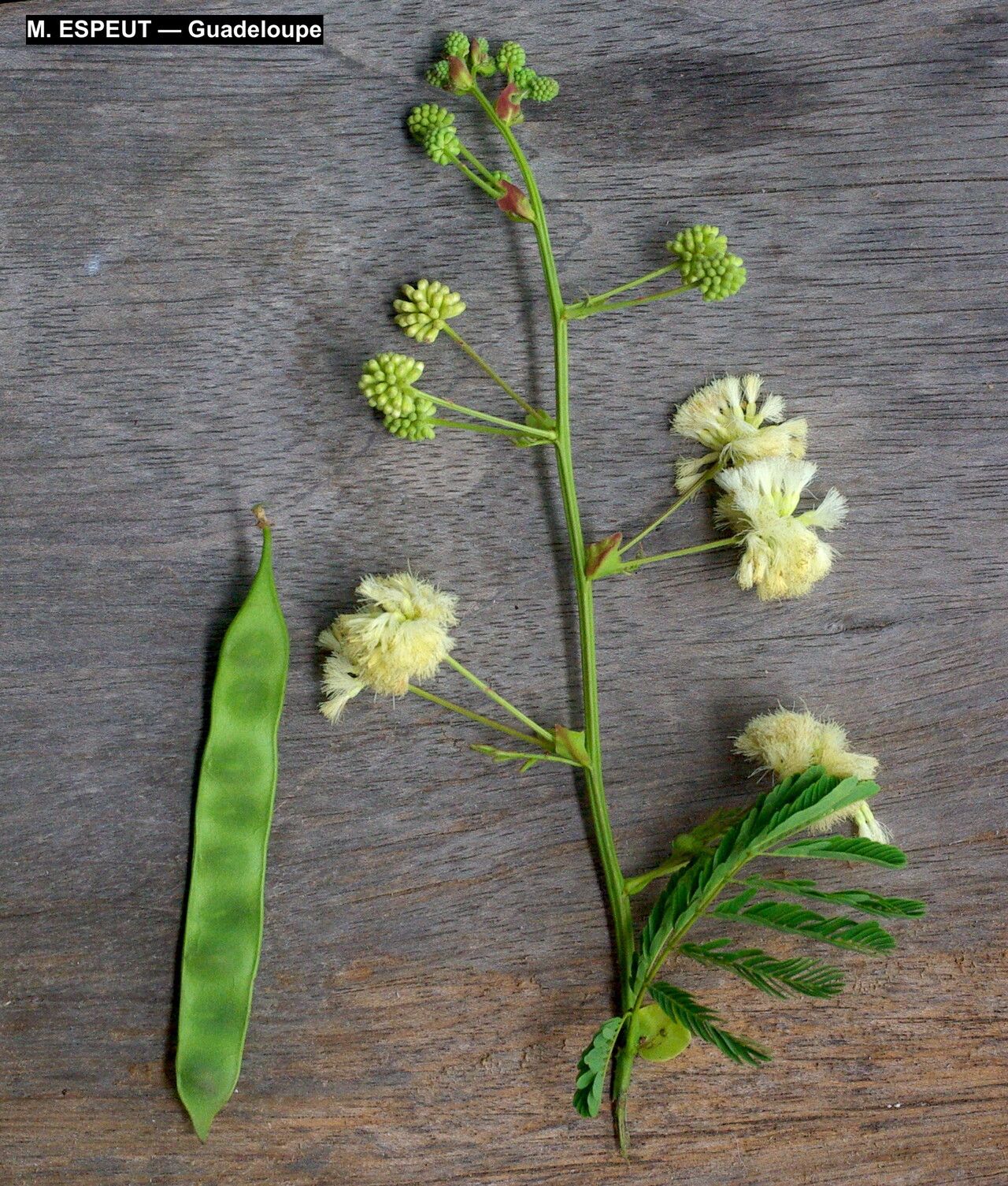 Senegalia tamarindifolia habit