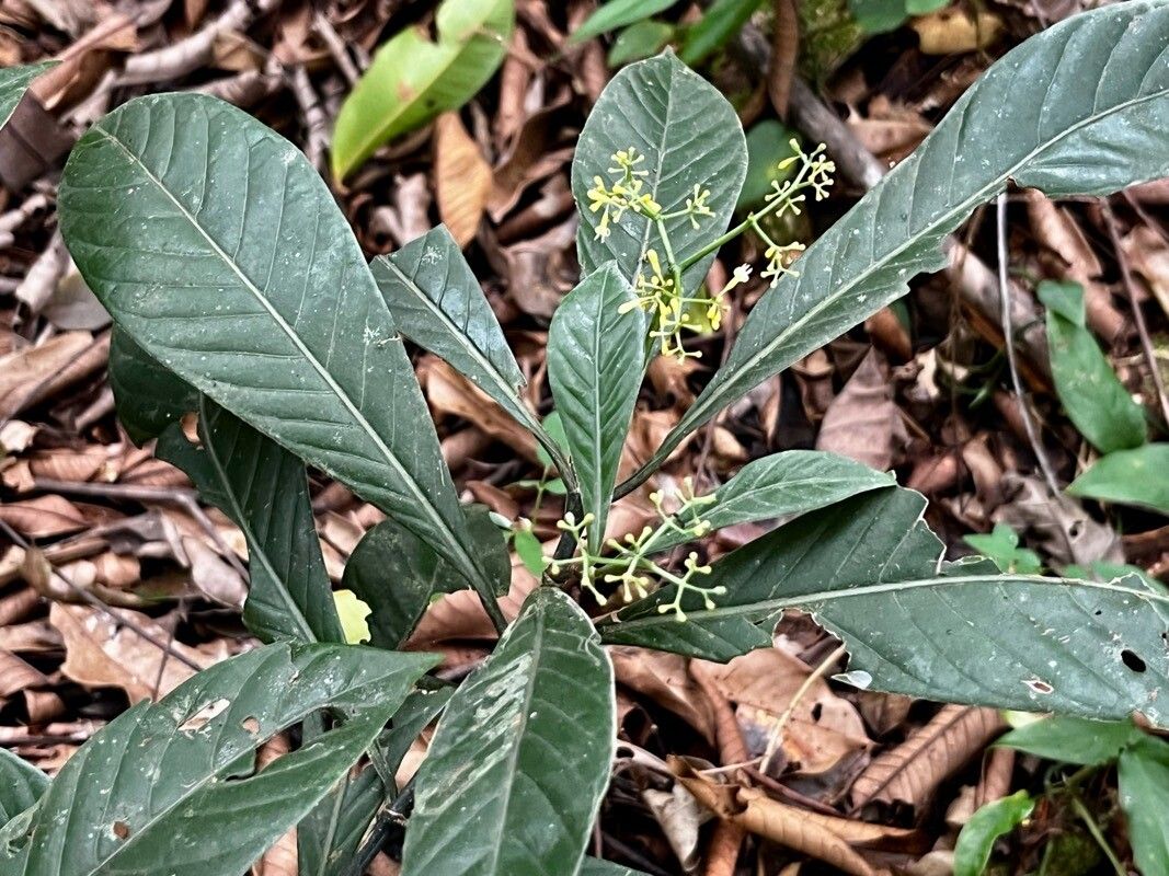 Psychotria marginata — search result for 'Psychotria'