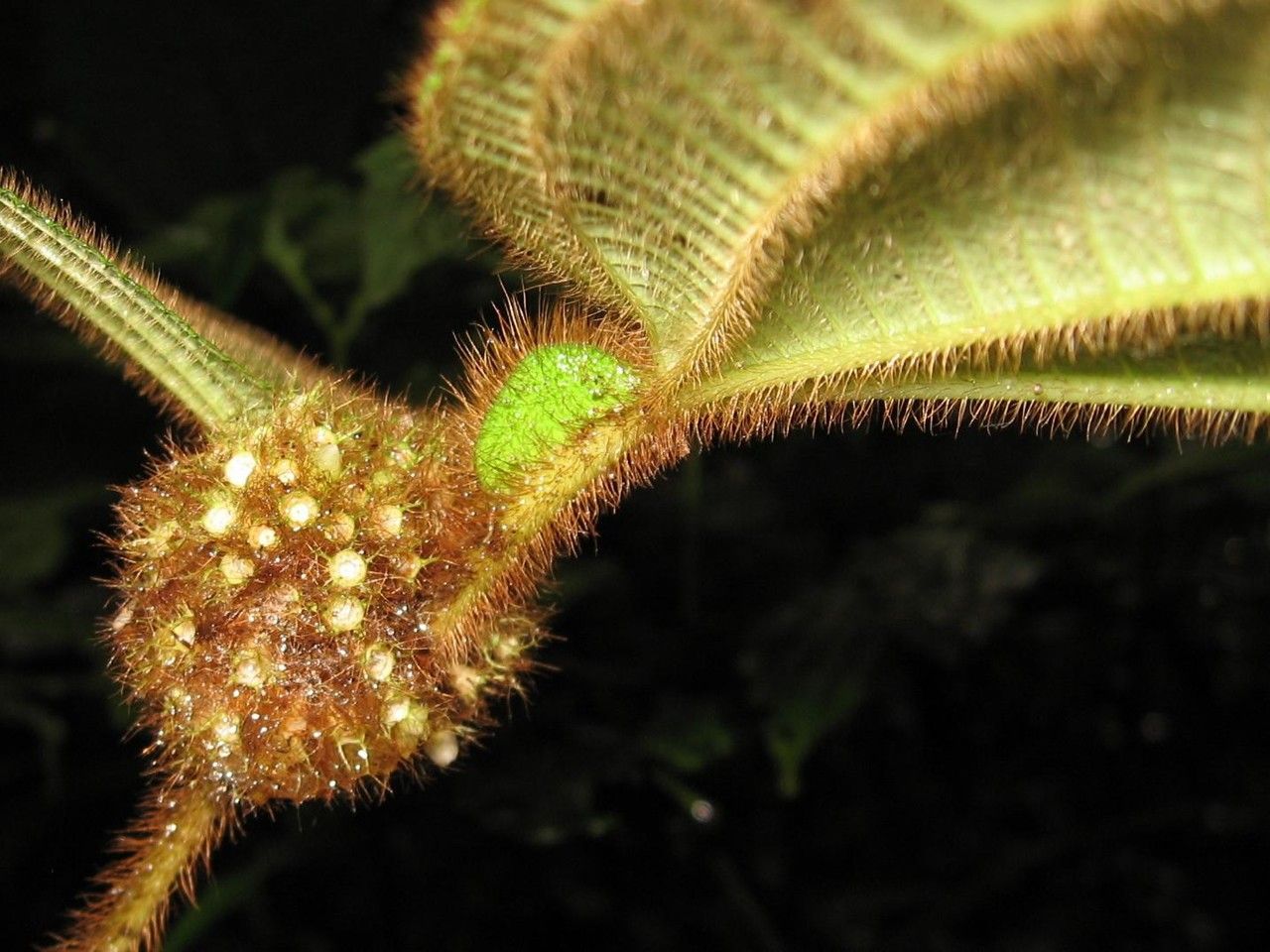 Clidemia taurina bark