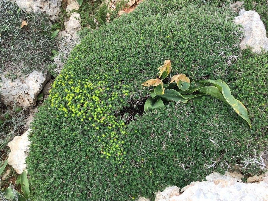 Euphorbia melitensis habit