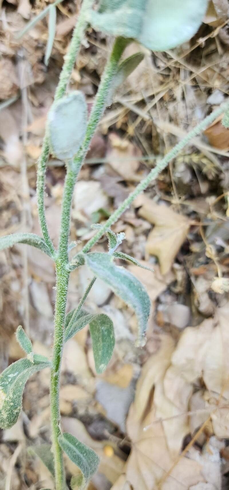 Fibigia macrocarpa bark