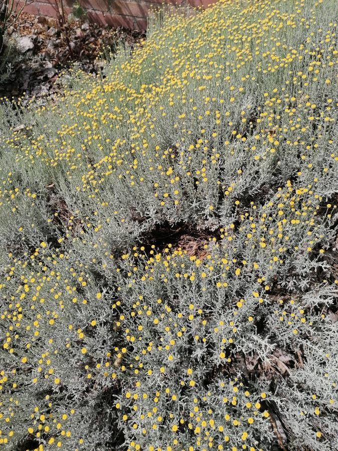 Santolina chamaecyparissus leaf