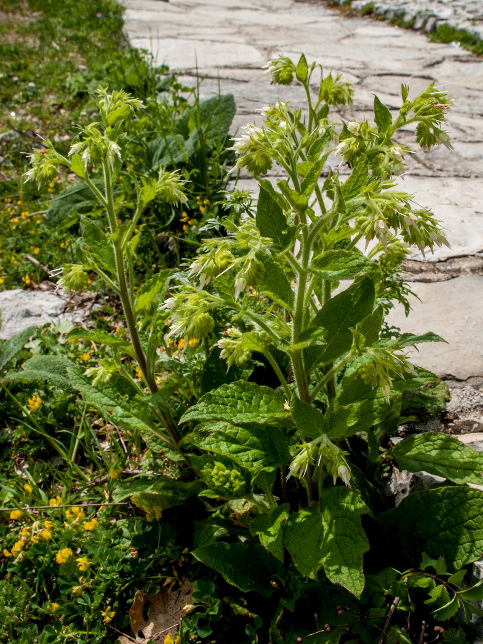 Symphytum ottomanum habit