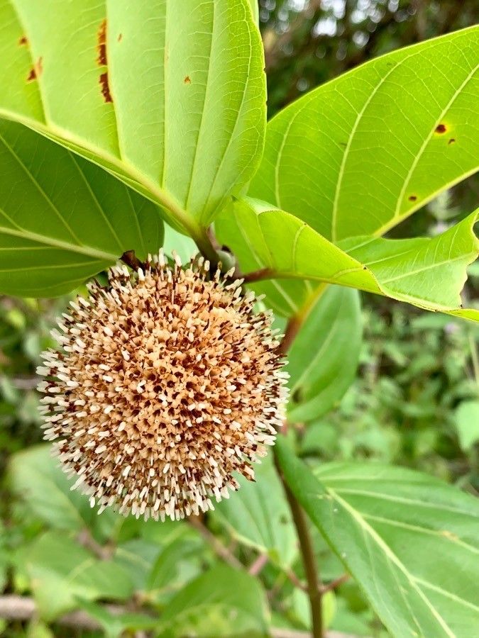 Sarcocephalus latifolius flower