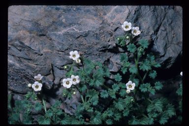 Phacelia perityloides habit