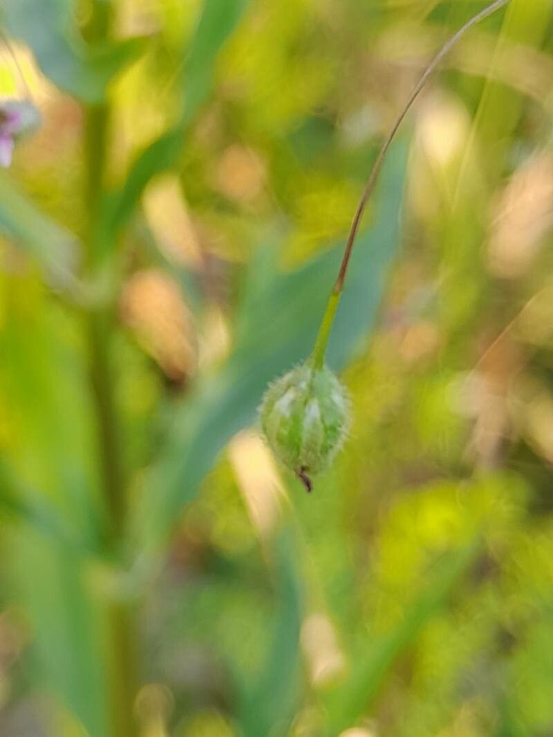 Gypsophila pilosa fruit
