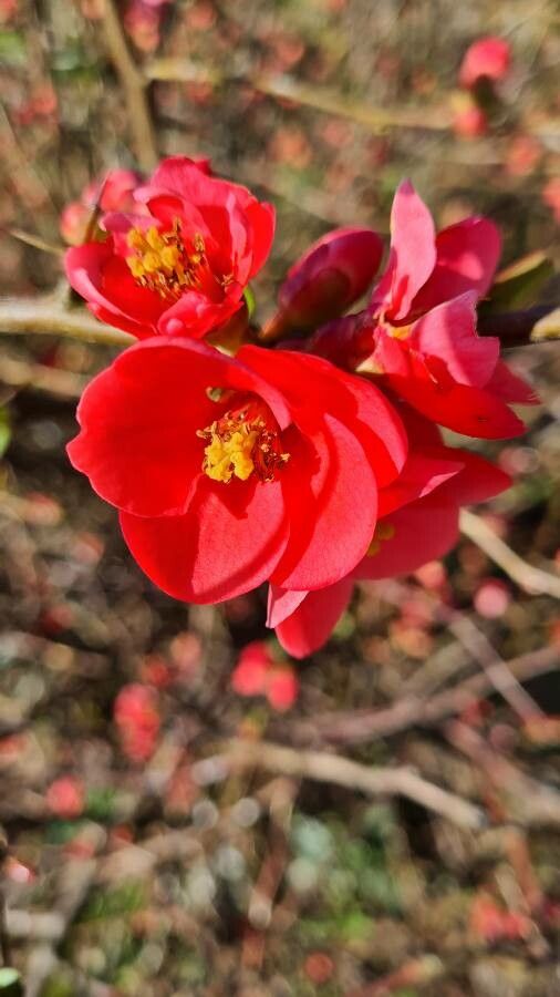 Chaenomeles lagenaria